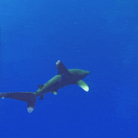 Shark Week GIF