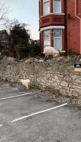 North Wales Town Invaded by Mountain Goats During COVID-19 Lockdown