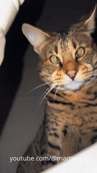 martinjdye cat oops funny cat bonk GIF