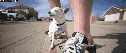 chihuahua GIF by Cheezburger