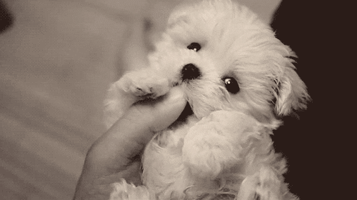puppy smiling GIF by Cheezburger