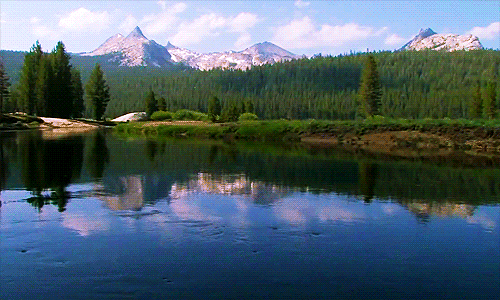 yellowstone national park forest GIF