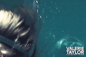 Shark Tank Ocean GIF by Madman Films