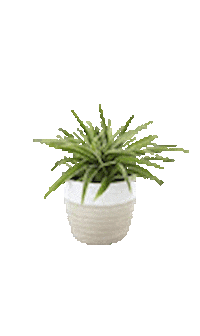 vanangrakshak giphyupload plant van seeds Sticker