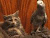 parrot GIF
