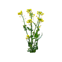 WLV_Landwirtschaftsverband farmer farming landwirtschaft mais Sticker