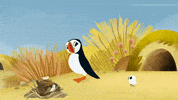#puffin #rock #puffinrock #papa #baba #fatherandson #copycat GIF by Puffin Rock