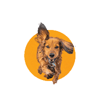 Humane Society Dog Sticker by Humane Society of Broward County