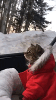 Cat Riding in Front Seat of ATV Four-Wheeler Can't Believe Its Eyes