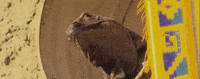 Season 3 Abc GIF by Bachelor in Paradise