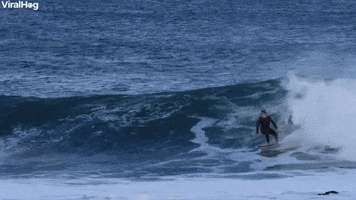 Surfer Dropped In By A Seal ViralHog.mp4