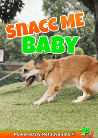 Dog Talk GIF by PetJuvenate - PJ