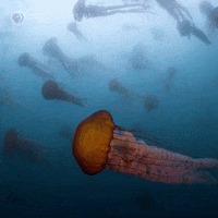 Pbs Nature Swimming GIF by Nature on PBS