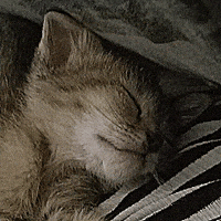 GIF by ellaknor