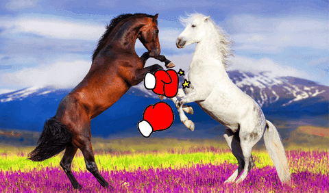 giphymiphyk giphygifmaker giphyattribution fight horse GIF
