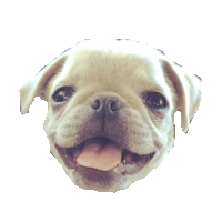 Puppy Pug Sticker by imoji