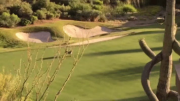 Mountain Lion Takes Over Golf Course and Plays With Flag