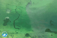 Manatee Hello GIF by SaveTheManateeClub