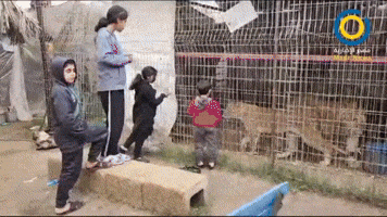 Displaced Palestinians Find Shelter at Gaza Zoo