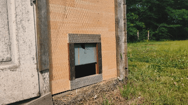 davidjob giphyupload chicken poule GIF