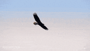 Fly America GIF by Nat Geo Wild
