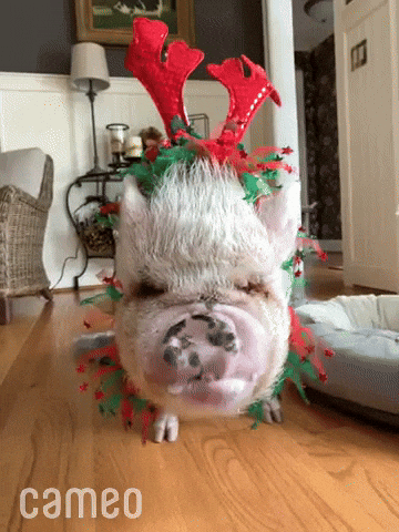 a pig wearing a christmas hat