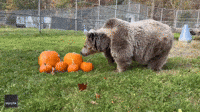 Gentle Rescue Bears Mercilessly Shred Pumpkins
