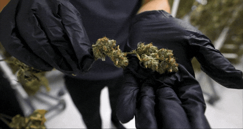 Close Up Bloom GIF by Exclusive Brands