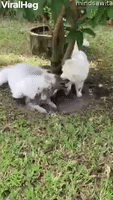 White Pups Play in Muddy Puddle