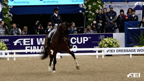 FEI_Global giphyupload nope horse competition GIF