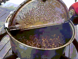 coffee beans GIF
