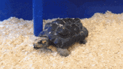 warrenwoodhouse animals videos turtles warrenwoodhouse GIF