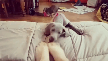Cute Puppies Attempt to Nibble Owner's Toes