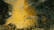 Fish Tongue GIF by Oceana