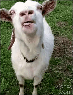 Meme gif. Rambling Goat, a longhorned billy goat with wide stretched eyes, flinging his tongue at us, flapping and yapping and slurping in our face.