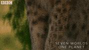 Unimpressed Eyes GIF by BBC Earth