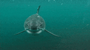 Teeth Hello GIF by Shark Week