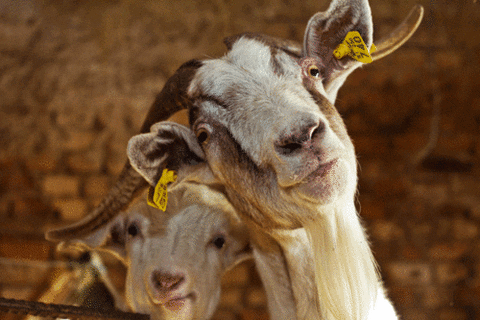 GIF by Random Goat