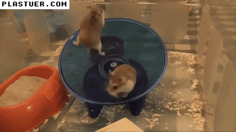 giphyupload GIF