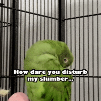 Woke Me Up Parakeet GIF