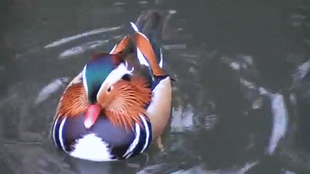 duck neck GIF