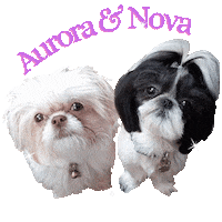 Shitzu Nova Dog Sticker