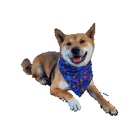 Shiba Inu Stitch Sticker by Geekster Pets