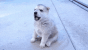 howl GIF