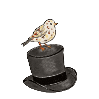 Mr Darcy Hello Sticker
