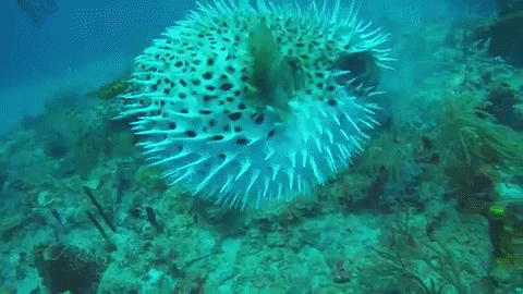 artemot giphygifmaker pufferfish GIF