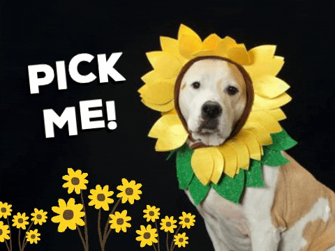 Ad gif. Ad for the Nebraska Humane Society. A pitbull is dressed as a sunflower and has virtual sunflowers spinning around it. Text next to it reads, "Pick me!"