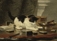 Cat Kitten GIF by GIF IT UP
