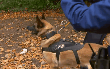 barry de buurtpolitie GIF by VTM.be