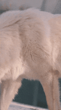 Arctic Wolf GIF by Valley Zoo Development Society